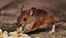24 Hour & Emergency Exterminators in Penn Ctr, PA
